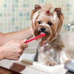 Juego de cepillos de dientes para perros con 2 cepillos para colocar en el dedo y un cepillo alargado de 21cm, cepillo de dientes para mascotas, también se utiliza como cepillo de dientes p