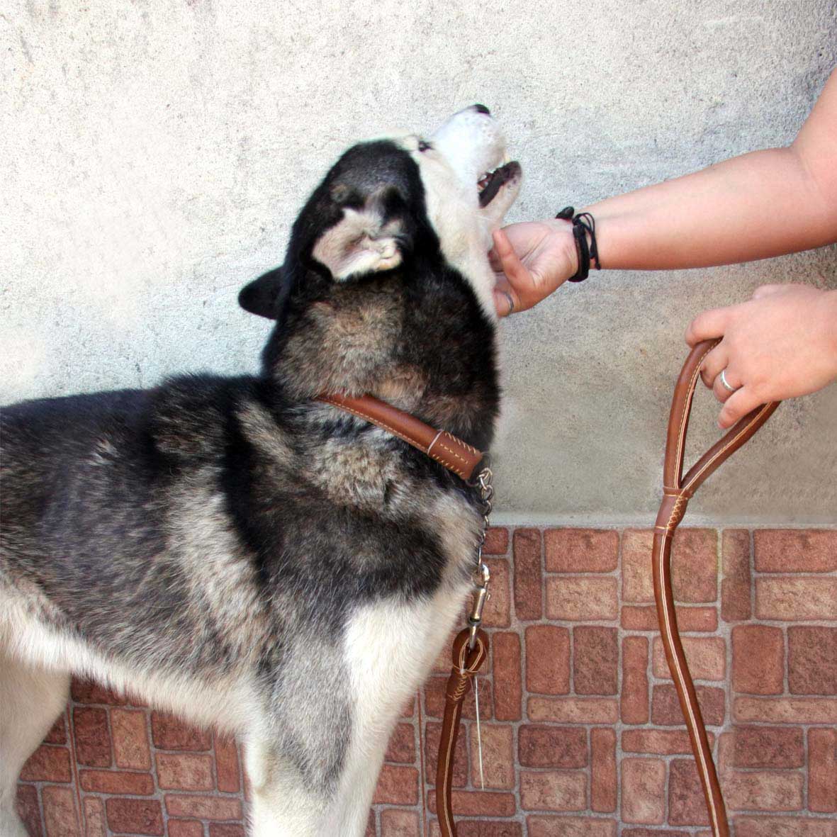 Elegante Correa Con Collar En Cuerina Para Mascotas